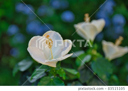 開始開花的芙蓉 開始開花的芙蓉 83515105