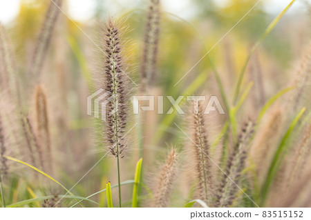 帶穗狀花序的田間植被 帶穗狀花序的田間植被 83515152