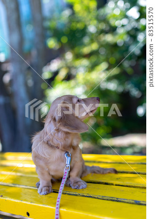 Dachshund taking a walk in the park Dachshund taking a walk in the park 83515570