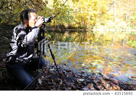 Take a picture of Karikomi Pond with autumn leaves (Ono City, Fukui Prefecture) 83515693