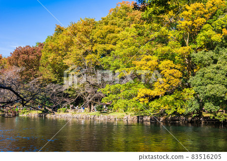 東京井之頭公園的秋天 東京井之頭公園的秋天 83516205