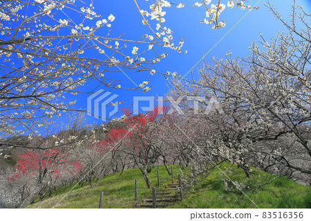 [Tokyo] Kogesawa Plum Grove (Takao Umego Plum Festival) 83516356