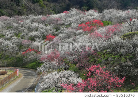 [Tokyo] Kogesawa Plum Grove (Takao Umego Plum Festival) 83516376