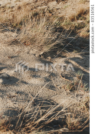 Bledow desert (pustynia bledowska) biggest sand desert in Silesia region in Poland 83516561