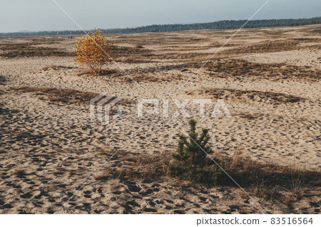 Bledow desert (pustynia bledowska) biggest sand desert in Silesia region in Poland 83516564