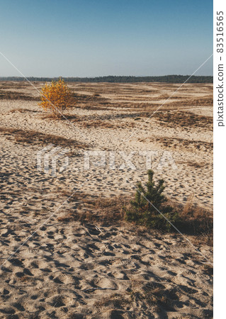 Bledow desert (pustynia bledowska) biggest sand desert in Silesia region in Poland 83516565