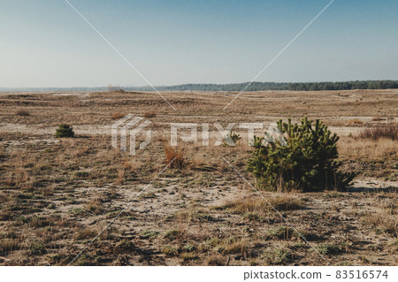 Bledow desert (pustynia bledowska) biggest sand desert in Silesia region in Poland 83516574