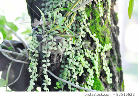 Dischidia nummularia Variegata, Dischidia nummularia Variegatege 83516628