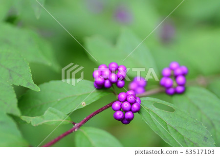 Purple fruit of early amethyst (Saitama Prefecture / October) Purple fruit of early amethyst (Saitama Prefecture / October) 83517103