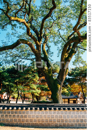 Jeonju Hanok Village Gyeonggijeon Hall in Jeonju, Korea Jeonju Hanok Village Gyeonggijeon Hall in Jeonju, Korea 83517150