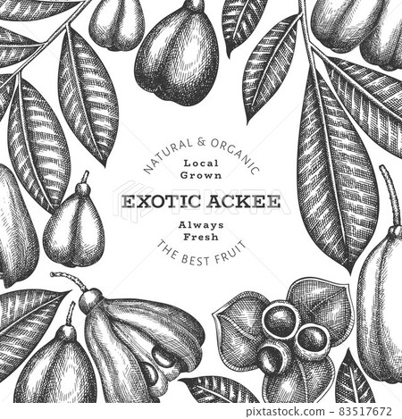 Hand drawn sketch style ackee banner. Organic fresh food vector illustration. Retro exotic fruit design template. Engraved style botanical background. Hand drawn sketch style ackee banner. Organic fresh food vector illustration. Retro exotic fruit design template. Engraved style botanical background. 83517672