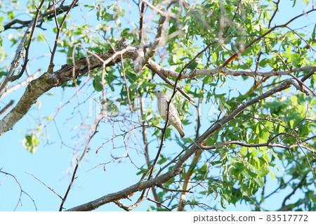 Chestnut-cheeked female with food (insects) to feed chicks Chestnut-cheeked female with food (insects) to feed chicks 83517772