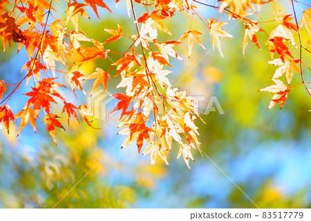 Autumn leaves of Okutama Autumn leaves of Okutama 83517779