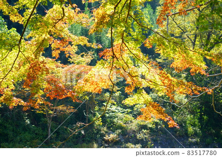 多摩川的紅葉 多摩川的紅葉 83517780