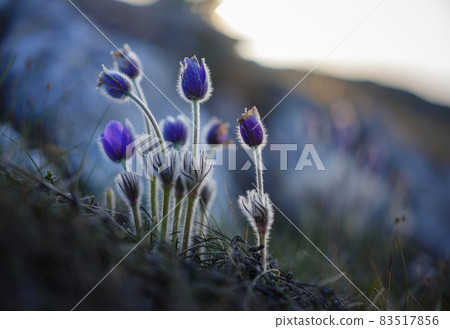 wild crocus flavus flower growing at sunset outdoors 83517856