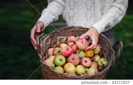 Autumn country - woman with wicker basket harvesting apple Autumn country - woman with wicker basket harvesting apple 83517857