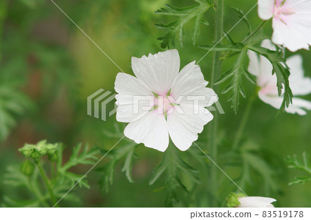 Musk mallow flowers blooming in the garden Musk mallow flowers blooming in the garden 83519178