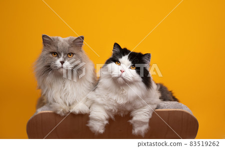 two different colored british longhair cats side by side on pet bed two different colored british longhair cats side by side on pet bed 83519262