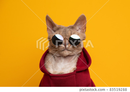 cool cat portrait. fawn lilac devon rex cat wearing red hoodie and sunglasses cool cat portrait. fawn lilac devon rex cat wearing red hoodie and sunglasses 83519288