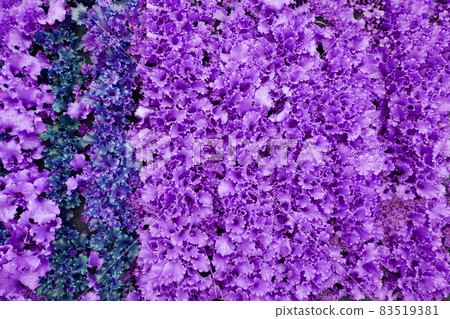 Top view. Purple leaf lettuce on the garden bed. Background for gardening with salad plants in the open ground of purple color. High quality photo Top view. Purple leaf lettuce on the garden bed. Background for gardening with salad plants in the open ground of purple color. High quality photo 83519381