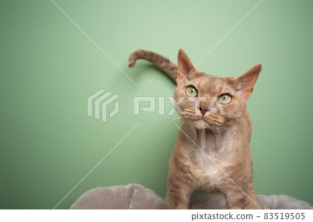 beautiful lilac devon rex cat with green eyes on green background beautiful lilac devon rex cat with green eyes on green background 83519505