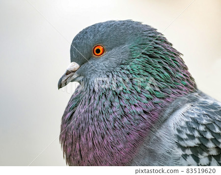 Dove is looking at camera. Bird portrait. Close-up. Blurred background 83519620