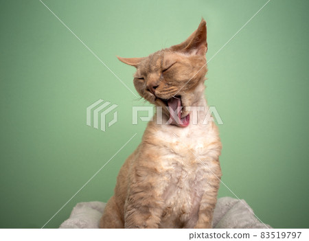 lilac devon rex cat grooming licking fur with long tongue looking funny lilac devon rex cat grooming licking fur with long tongue looking funny 83519797