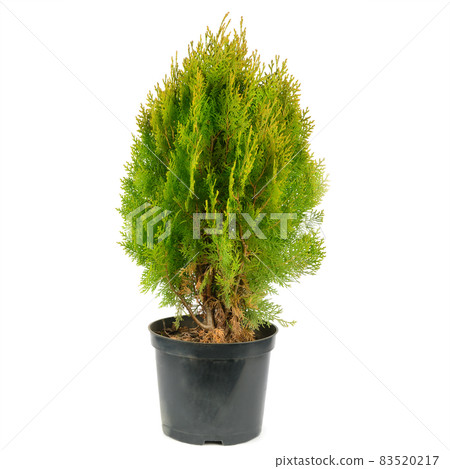 Thuja garden bush in a pot isolated on white 83520217