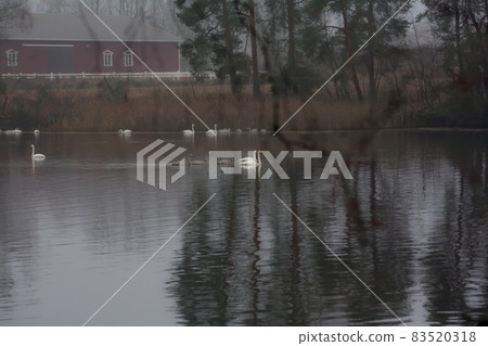 Autumn dark calm landscape on a foggy river with a white swans and trees reflection in water. Finland, river Kymijoki. 83520318