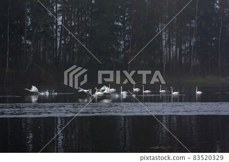 Blurred photo of autumn dark landscape on a foggy river with a white flying up swans. Finland, river Kymijoki. Blurred photo of autumn dark landscape on a foggy river with a white flying up swans. Finland, river Kymijoki. 83520329