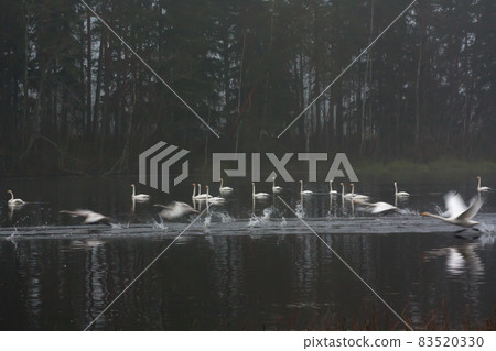 Blurred photo of autumn dark landscape on a foggy river with a white flying up swans. Finland, river Kymijoki. Blurred photo of autumn dark landscape on a foggy river with a white flying up swans. Finland, river Kymijoki. 83520330