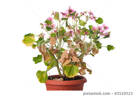 Diseased geranium flower with withered leaves in a pot isolated on white background. 83520523