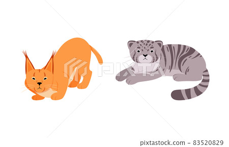 Felid or Wild Cat as Carnivore Animal with Lynx or Bobcat Vector Set Felid or Wild Cat as Carnivore Animal with Lynx or Bobcat Vector Set 83520829