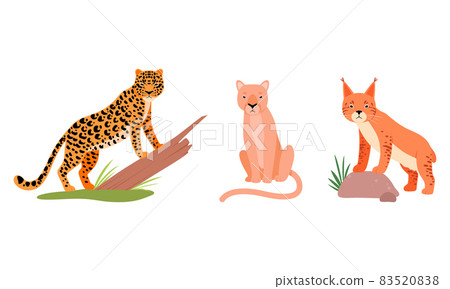 Felid or Wild Cat as Carnivore Animal with Lion and Leopard Vector Set 83520838