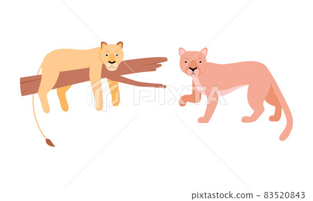 Felid or Wild Cat as Carnivore Animal with Lion Vector Set 83520843