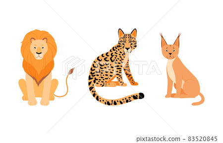 Felid or Wild Cat as Carnivore Animal with Lion and Leopard Vector Set Felid or Wild Cat as Carnivore Animal with Lion and Leopard Vector Set 83520845