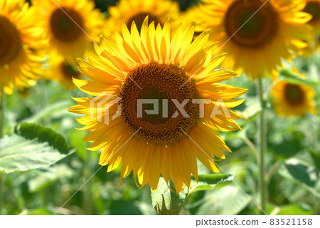 Sunflower sunflower sunflower field Sunflower sunflower sunflower field 83521158