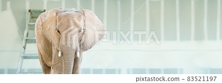 Adult Elephant Standing in Empty Room With New Sheetrock Drywall and Ladder Adult Elephant Standing in Empty Room With New Sheetrock Drywall and Ladder 83521197