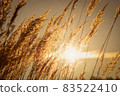 Beautiful landscape of autumn grasses at sunset. Ideal artwork for home wall decoration. High resolution image, perfect for interior decoration in Healing by Nature Fine Art Design style. 83522410