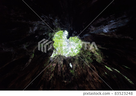 Wilson stock 83523248