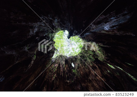 Wilson stock 83523249