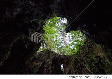 Wilson stock Wilson stock 83523270