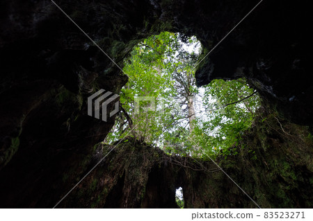 Wilson stock 83523271