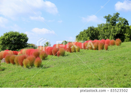 Colored Kokia autumn leaves Colored Kokia autumn leaves 83523502