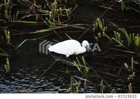 Shirasagi caught a fish in the Kanda River near Inokashira Park 83523633