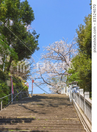[東京都愛宕] 愛宕山上男坂繼承人的石階頂端，愛宕神社的櫻花盛開。 83524070