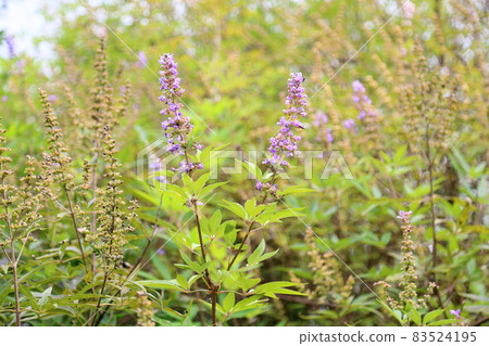 胡蘿蔔胡蘿蔔花 胡蘿蔔胡蘿蔔花 83524195