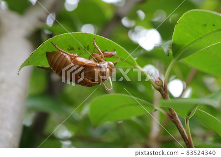 Brown cicada shells on camellia leaves Brown cicada shells on camellia leaves 83524340