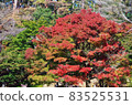 Autumn leaves trees 83525531