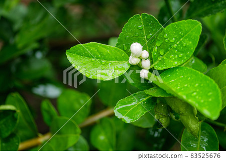 White lime blossom on tree in the farm. 83525676